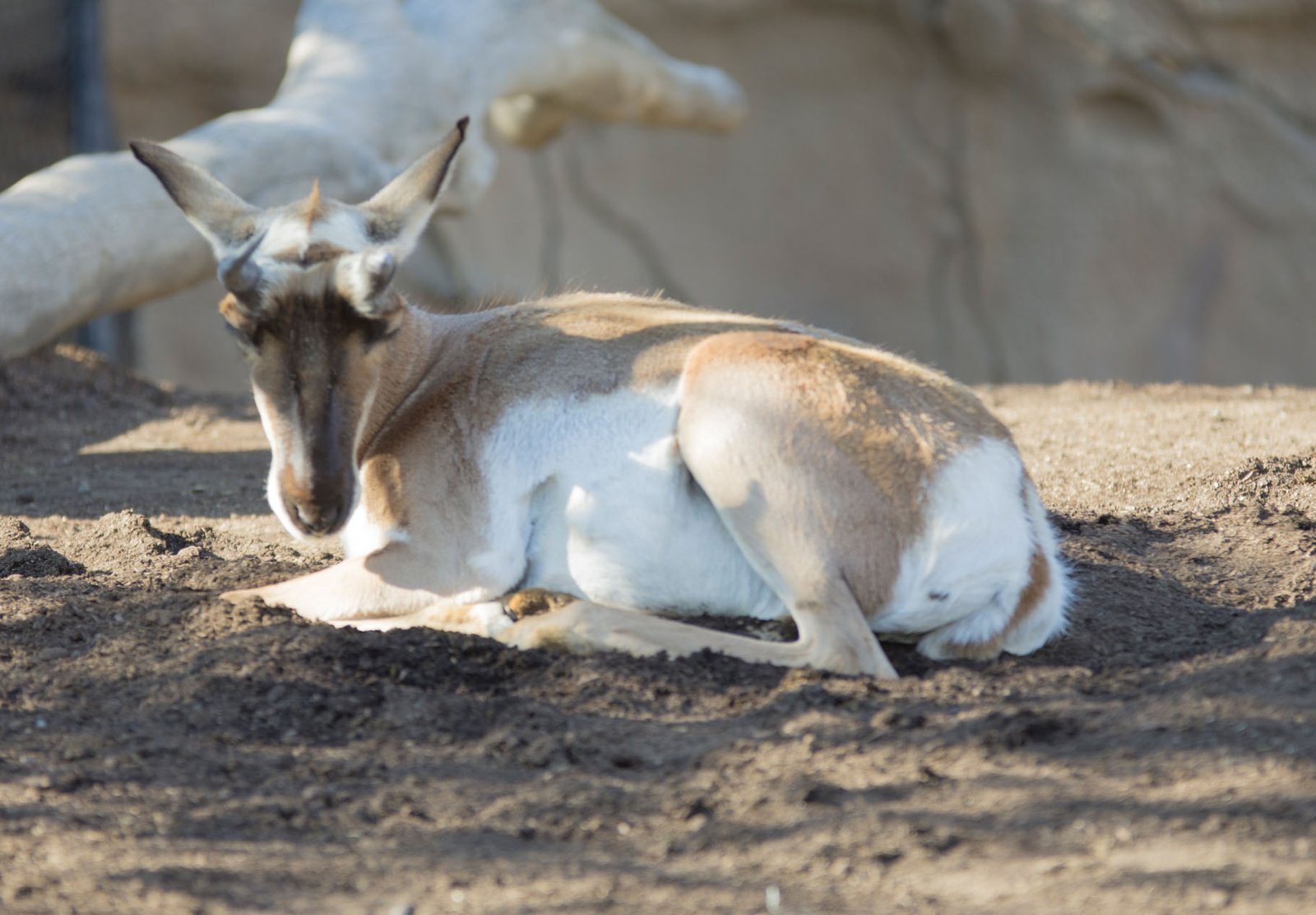 San Diego Zoo Part I 040